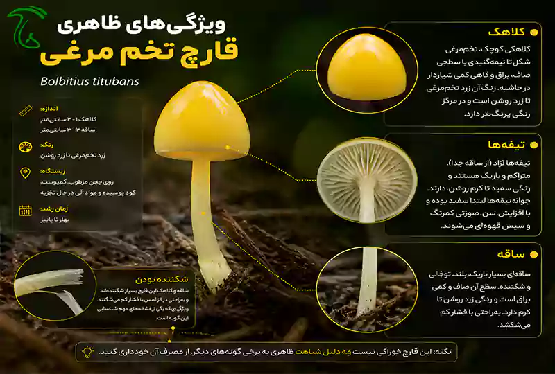 ویژگیهای ظاهری قارچ تخم مرغی شامل کلاهک، تیغه و ساقه شکننده