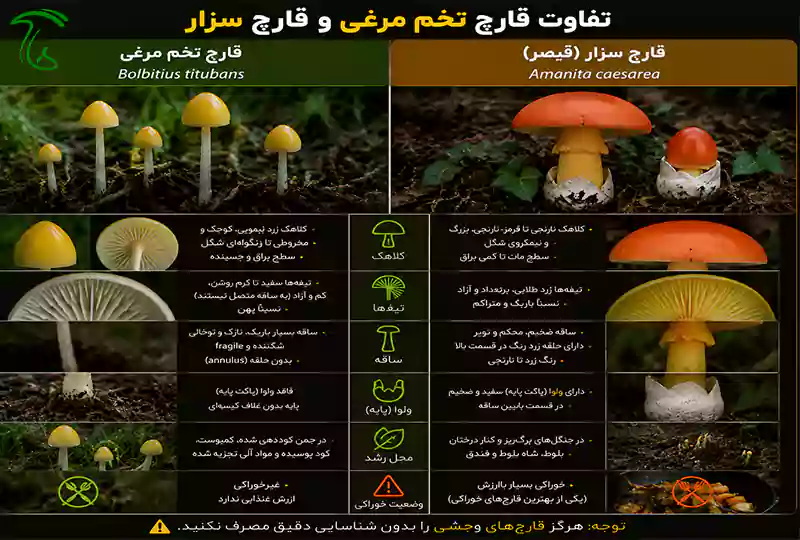 تفاوت قارچ تخم مرغی Bolbitius titubans و قارچ سزار Amanita caesarea