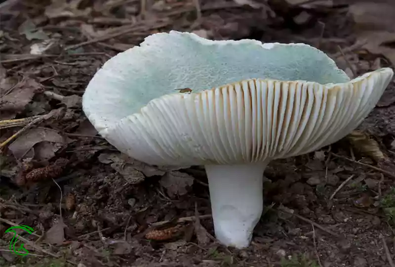 تیغهها و ساقه سفید قارچ روسولا سبز برای شناسایی Russula aeruginea