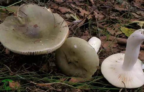قارچ روسولا سبز Russula aeruginea در زیستگاه طبیعی جنگلی