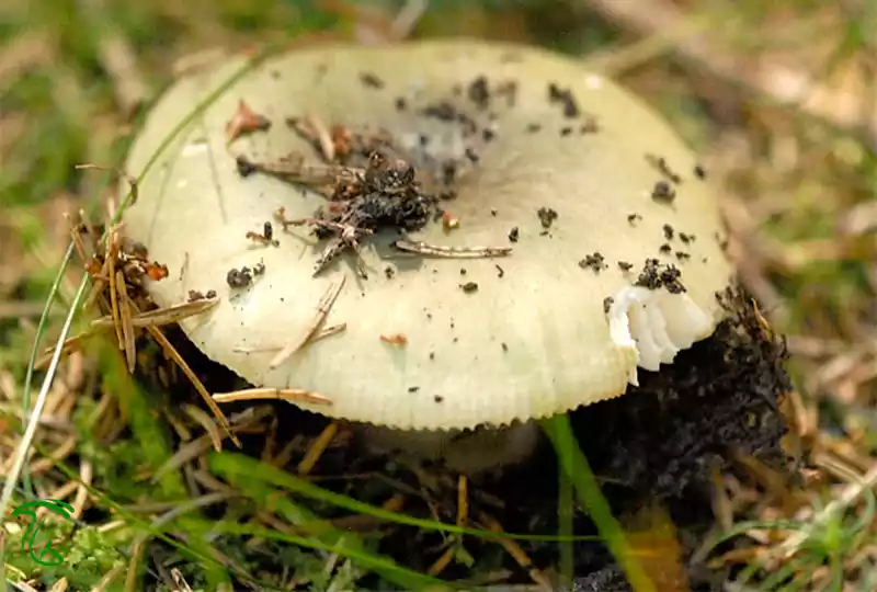 نمای کلاهک سبز قارچ روسولا سبز Russula aeruginea