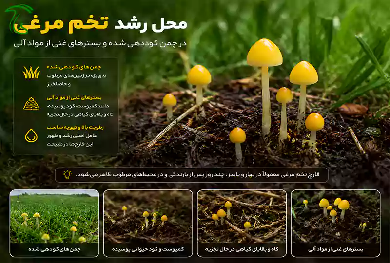 محل رشد قارچ تخم مرغی در چمن کوددهی شده و بسترهای غنی از مواد آلی