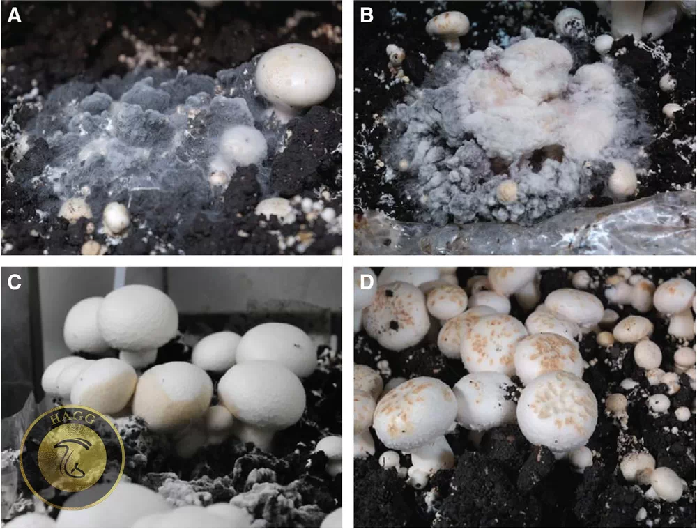 مراحل مختلف بیماری تارعنکبوتی قارچ