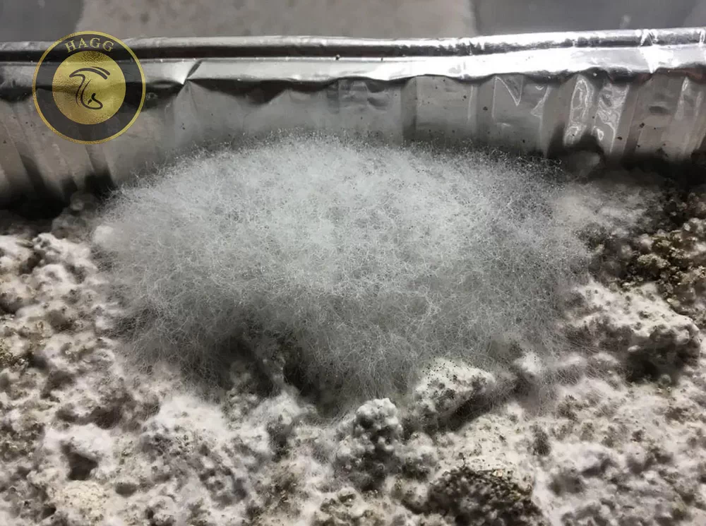 تفاوت رنگ و بافت تارعنکبوتی با میسلیوم قارچ