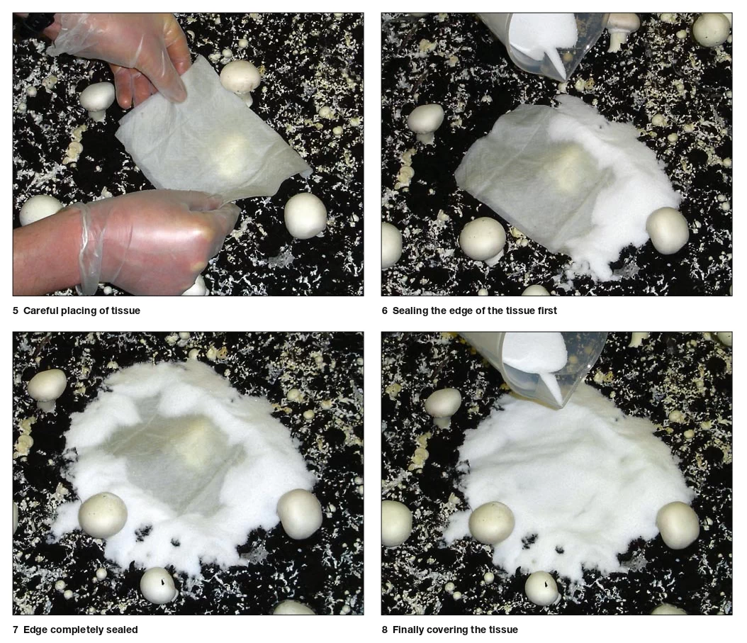 کنترل بیماری تار عنکبوتی قارچ