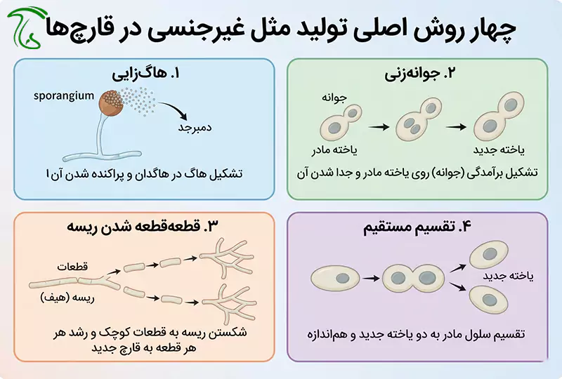 اینفوگرافیک چهار روش اصلی تولید مثل غیرجنسی در قارچها