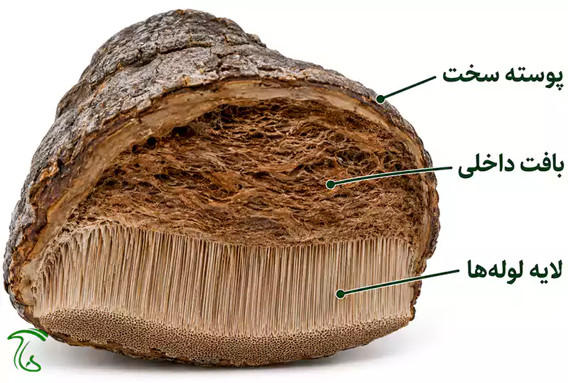 مقطع قارچ سم اسبی با نمایش پوسته سخت، بافت داخلی قهوهای و لایه لولهها