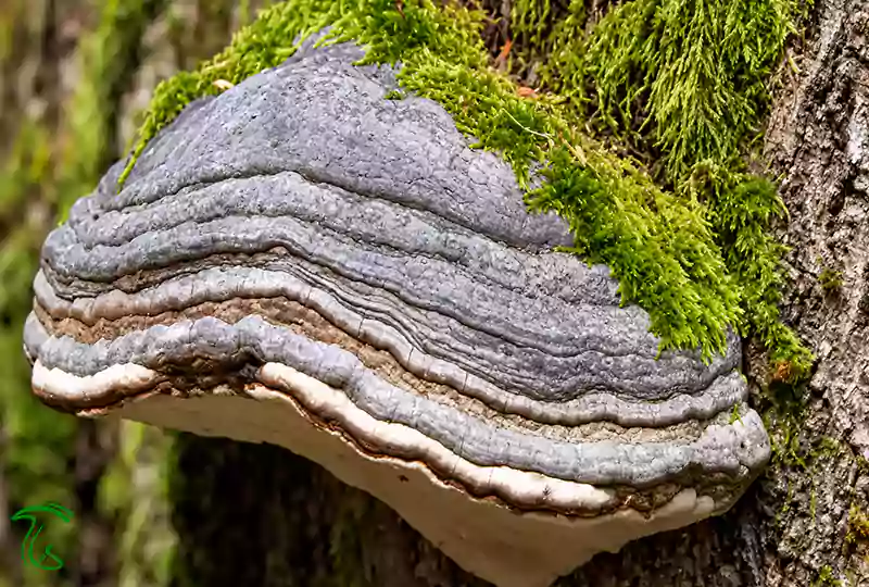 نمای نزدیک قارچ سم اسبی (Fomes fomentarius) با کلاهک خاکستری، بافت چوبی و لایههای متحدالمرکز روی تنه درخت پوشیده از خزه سبز در جنگل