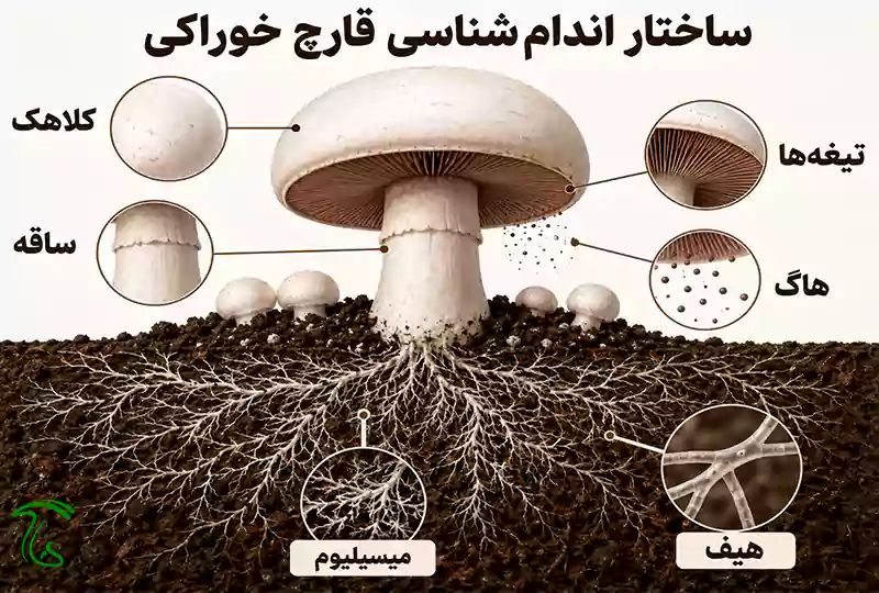 نمای شماتیک ساختار کلی قارچ شامل میسیلیوم، هیف، کلاهک، ساقه، تیغهها و هاگ