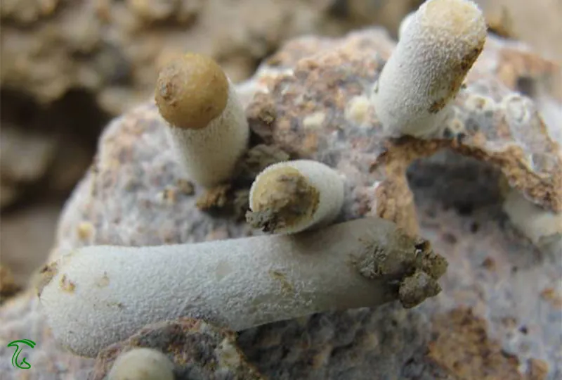 گرهها و ساختارهای قارچی Termitomyces در بستر قارچی لانه موریانه
