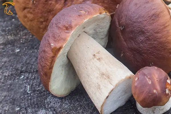 کاهش خطر ابتلا به سرطان با قارچ