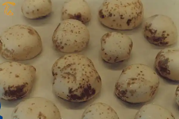آشنایی با بیماری باکتریایی قارچ Bacterial blotch