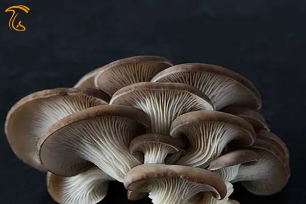 صدف تابستانی (pleurotus cystidiosus)صدف تابستانی (pleurotus cystidiosus)
