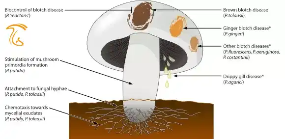 انواع مختلف لکه باکتری قارچ