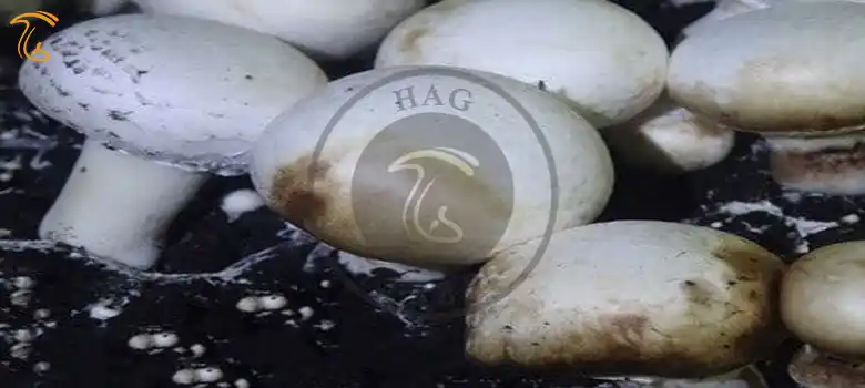بیماری لکه باکتری قارچ