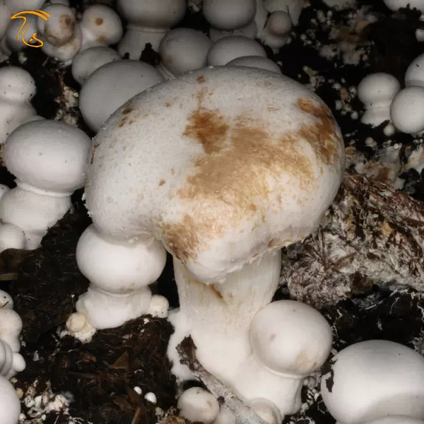 بیماری لکه قهوه ای قارچ دکمه ای