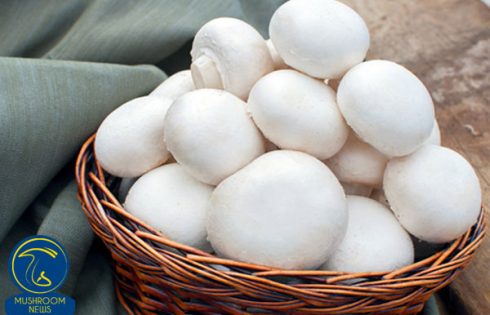 چند خبر از صنعت قارچ