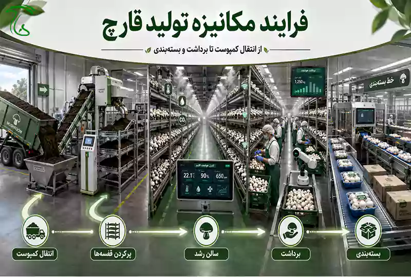 فرایند مکانیزه تولید قارچ از انتقال کمپوست تا برداشت و بستهبندی