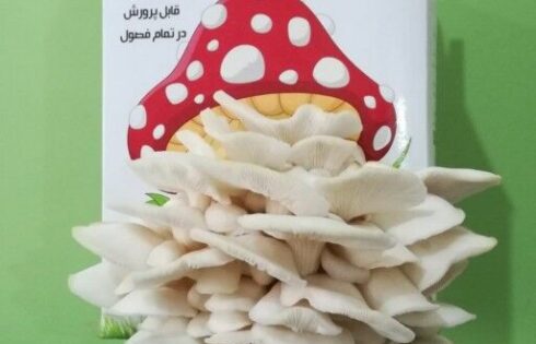تجاری سازی ایده کلبه قارچ صدفی
