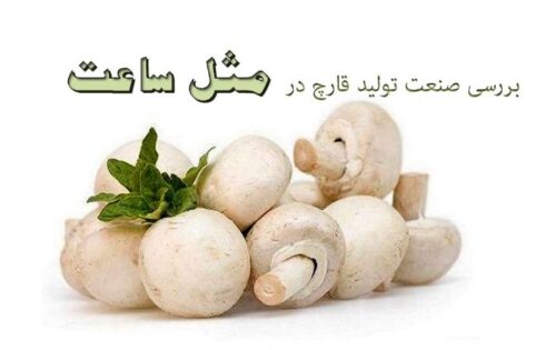 پادکست بررسی صنعت تولید قارچ کشور