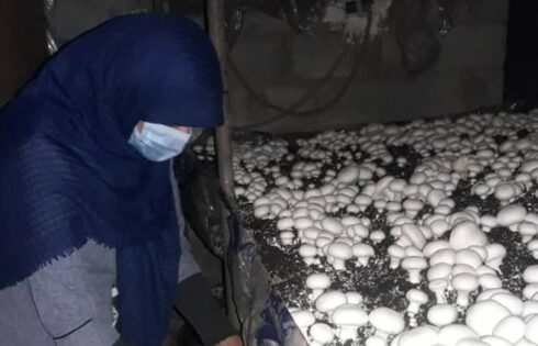 کارآفرینی بانوی شیرازی در پرورش قارچ