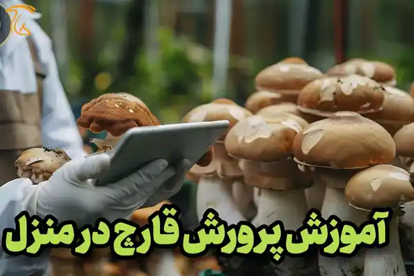 آموزش پرورش قارچ در منزل