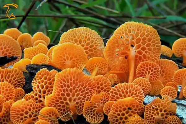 Favolaschia calocera