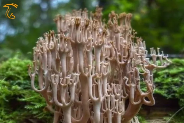 Artomyces pyxidatus