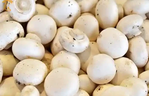 عرضه قارچ با قیمت بالاتر از 50 هزارتوان گران فروشی