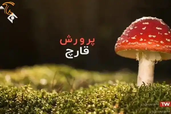 ترویج مصرف قارچ خوراکی با پرچم قارچ سمی