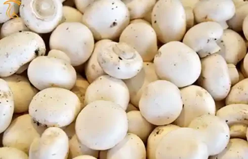 ۷۰۰ گرم، سرانه مصرف قارچ خوراکی در چهارمحال و بختیاری