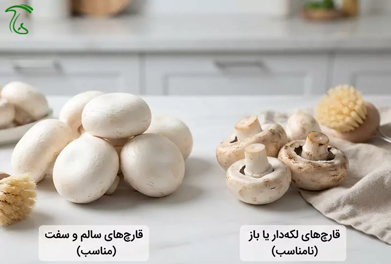 تشخیص قارچ تازه مناسب برای فریز کردن