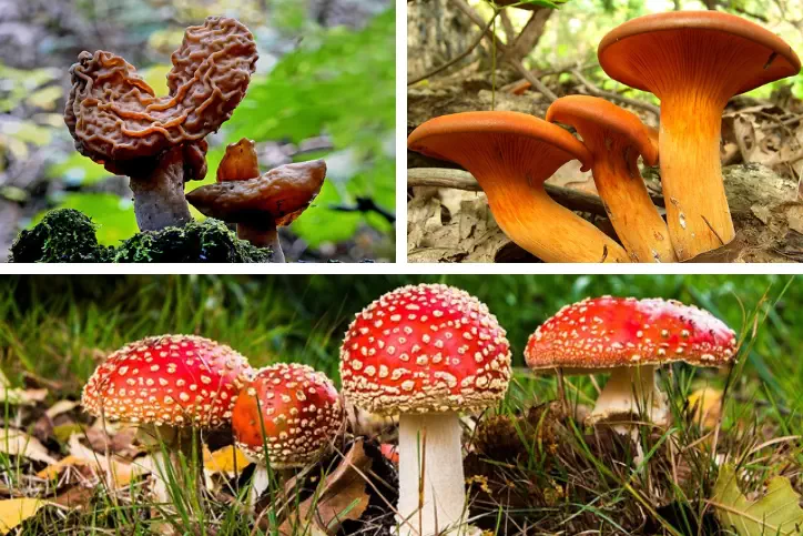 قارچ های سمی از مسمومترین غذاهای جهان است