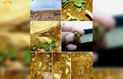 قارچ رامیلا