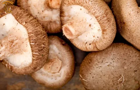 قارچ شیتاکه چیست؟ Shiitake - هاگ