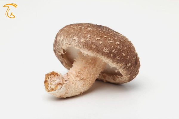 قارچ شیتاکه shiitake mushroom