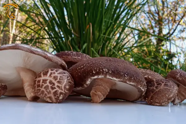 shiitake mushroom - معرفی قارچ شیتاکه