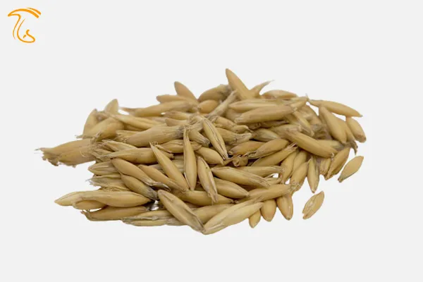 جو دوسر