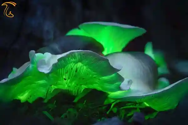 قارچ شبح