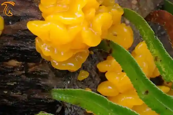 قارچ ژله پرتقال