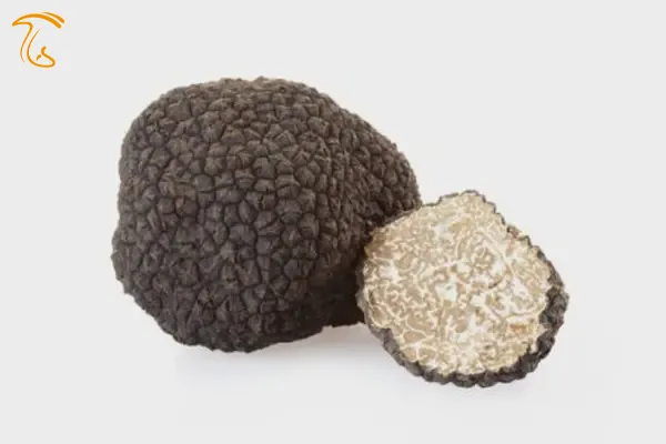 ترافل بورگاندی Tuber aestinum-Tuber uncinatum