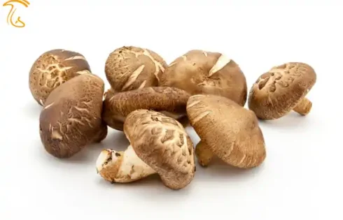 پروژه تولید مکانیزه قارچ شیتاکه