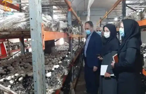 تولید سالانه 410 تن قارچ خوراکی در میاندوآب تولید قارچ میاندوآب