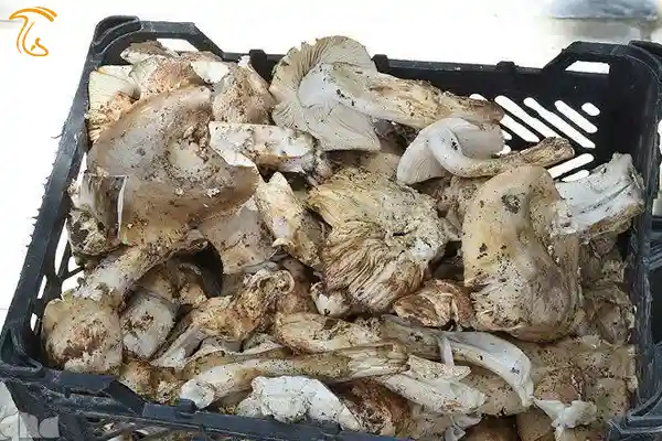 سبزی های کوهی ویارانه ملکه «مهد اولیا» در معرض نابودی