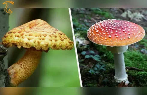 خطر مرگ و میر با مصرف قارچ های سمی/ مردم آذربایجان غربی مراقب باشند