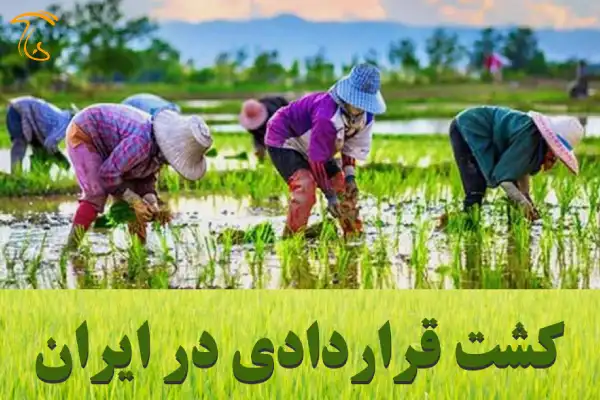 کشت قراردادی در ایران