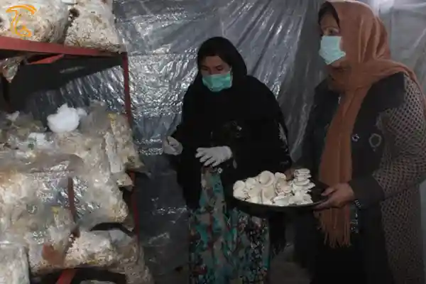 پرورش قارچ افغانستان
