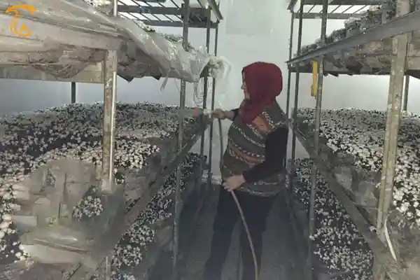 وضعیت تولید قارچ ایران