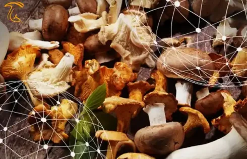 کشور در بخش صادرات تولیدکنندگان قارچ و گیاهان دارویی موفق عمل نکرده است