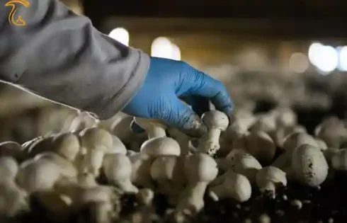 عکسی است از حمایت از مشاغل خانگی تولید قارچ در قزوین